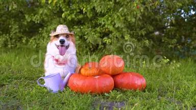 戴着草帽的可爱的威尔士科尔吉犬，坐在绿草丛中的下一堆不同大小的橙色南瓜上